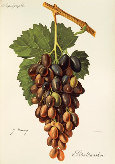 Raisin Sabalkanskoi par J. Troncy - Jules Troncy
