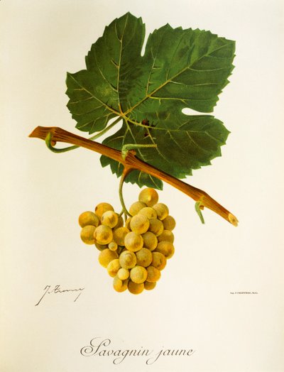 Savagnin Jaune - Jules Troncy
