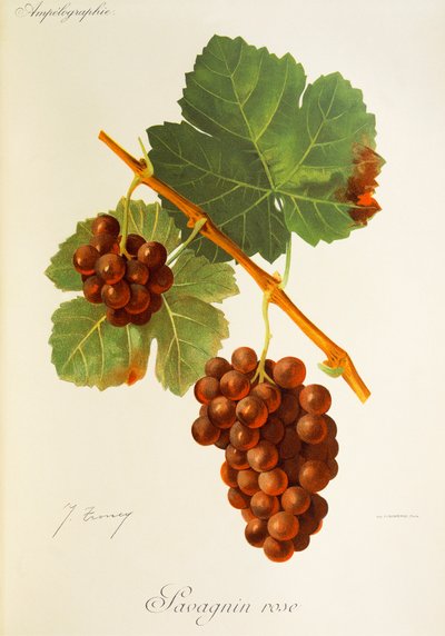 Savagnin Rose - Jules Troncy