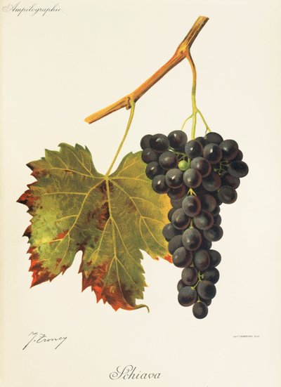 Raisin Schiava - Jules Troncy