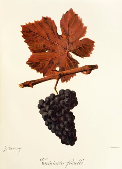 Raisin Teinturier Femelle - Jules Troncy