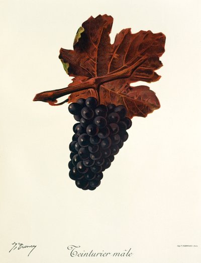 Raisin Teinturier Male - Jules Troncy