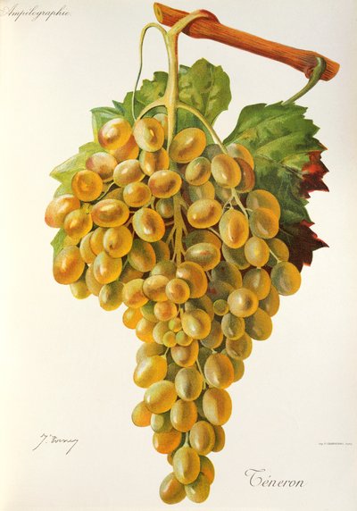 Raisin Teneron - Jules Troncy