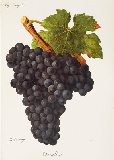 Raisin Teoulier par J. Troncy - Jules Troncy