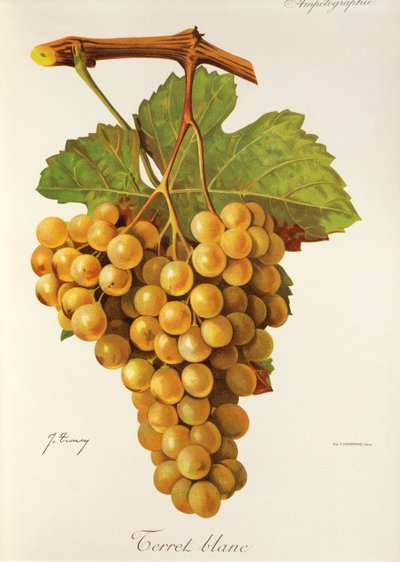 Terret Blanc - Jules Troncy