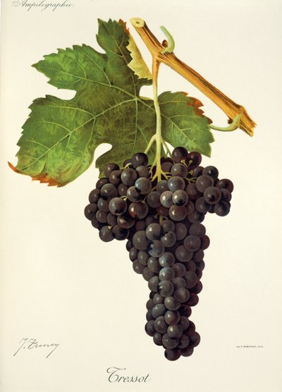 Raisin Tressot - Jules Troncy