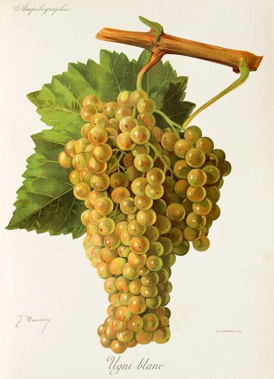 Ugni Blanc - Jules Troncy