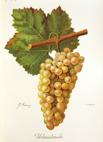 Raisin Urbanitraube par J. Troncy - Jules Troncy