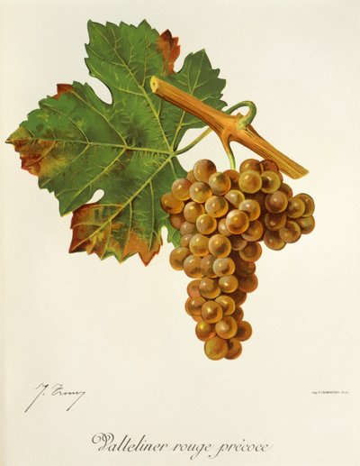 Raisin Valteliner Rouge Précoce par J. Troncy - Jules Troncy