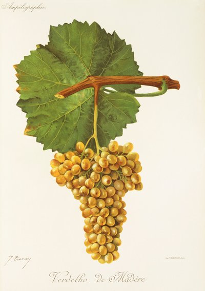 Verdelho de Madère - Jules Troncy