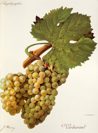 Raisin Verdurant - Jules Troncy