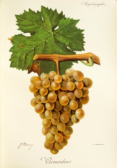 Raisin Vermentino - Jules Troncy