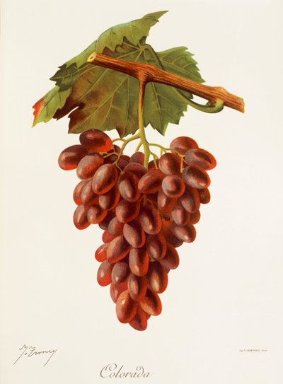 Colourada - Jules Troncy