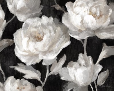 Pivoines blanches sur fond noir – Julia Cheney - Julia Cheney