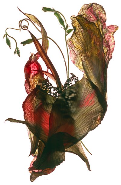Gloire du matin Canna Heart, 2012 - Julia McLemore