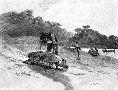 Capture de tortues, 1886 - Julian Ashton