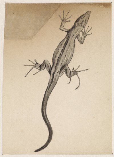Lézard - Julie de Graag