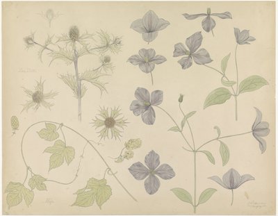 Feuille d