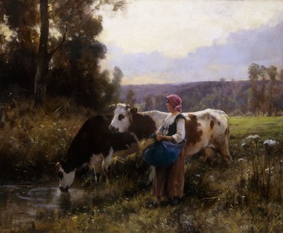 Vaches à l