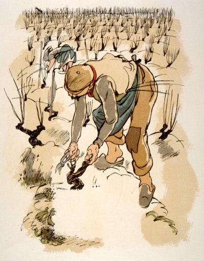 Illustration humoristique de vin 1946. Illustration par Julien Pavil - Julien Pavil