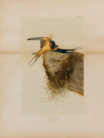 Hirondelle rustique - Julius Bien