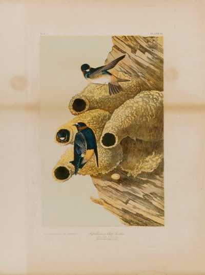 Hirondelles de falaise - Julius Bien