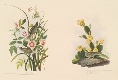 Pinson de bord de mer; et Pinson de Grafs ou Bruant à ailes bay - Julius Bien after John James Audubon