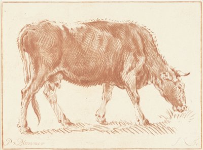 Vache en train de paître - Jurriaan Cootwijck