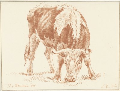 Bœuf broutant - Jurriaan Cootwijck