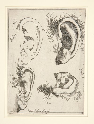 Études de quatre oreilles - Jusepe de Ribera
