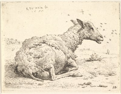 Mouton partiellement tondu couché dans l