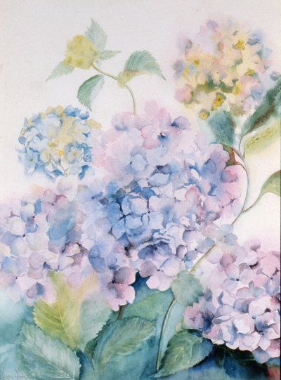 Hortensia, Vague bleue I - Karen Armitage