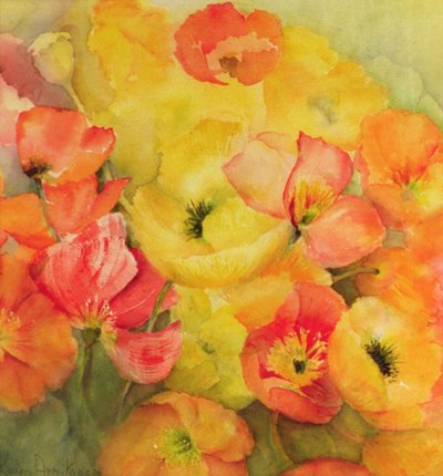 Pavots islandais Nudicaule - Karen Armitage
