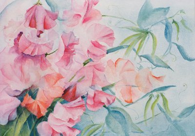 Lathyrus Odoratus, Pois de senteur (horizontal) - Karen Armitage