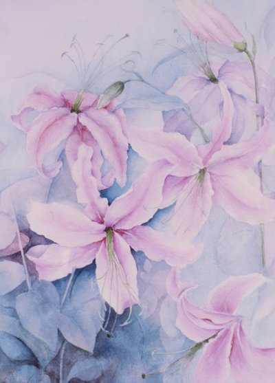 Lys, rose Auratum - Karen Armitage