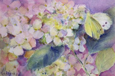Papillon jaune pâle, Colias Hyale sur hortensia - Karen Armitage