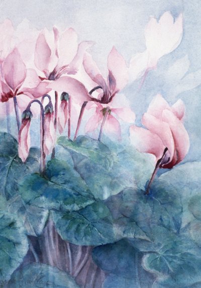 Cyclamen rose Pseudibericum - Karen Armitage