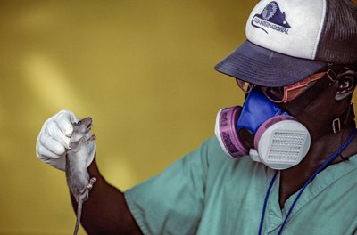 Technicien de laboratoire tenant un rat Lassa et portant un masque pour éviter d