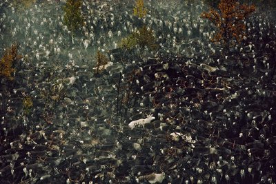 Rennes contaminés par la radiation de Tchernobyl (photo) - Karen Kasmauski