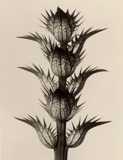 Acanthus mollis - Karl Blossfeldt