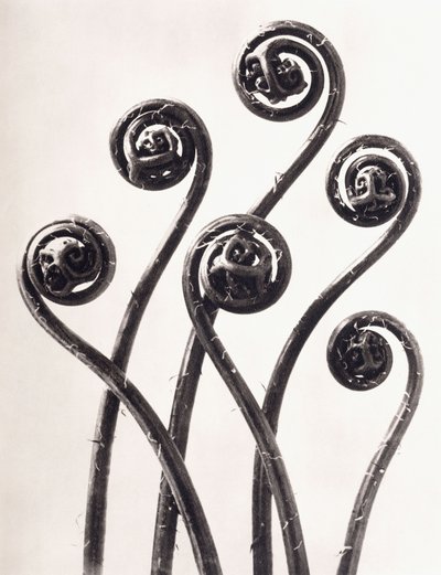 Adiantum Pedatum - Fougère capillaire américaine, jeunes frondes enroulées agrandies huit fois - Karl Blossfeldt