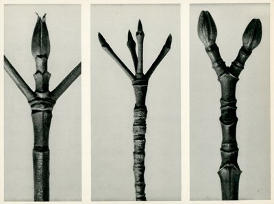 Cornus Nuttallii, 1929 - Karl Blossfeldt