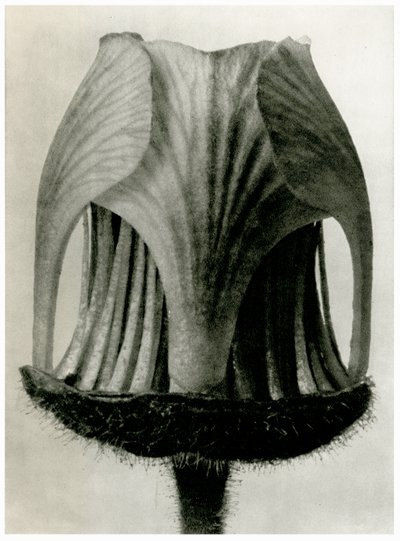 Geum Rivale. 1929 - Karl Blossfeldt