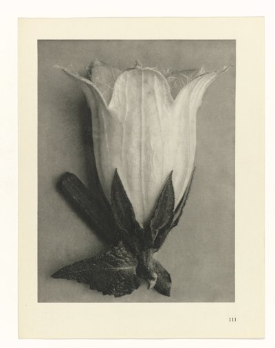 Études de plantes (Urformen der Kunst: photographische Pflanzenbilder) - Karl Blossfeldt