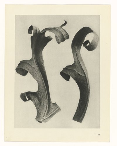 Études de plantes (Urformen der Kunst: photographische Pflanzenbilder) - Karl Blossfeldt