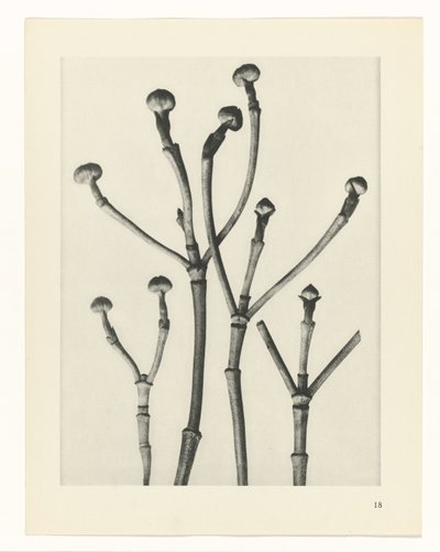 Études de plantes (Urformen der Kunst: photographische Pflanzenbilder) - Karl Blossfeldt