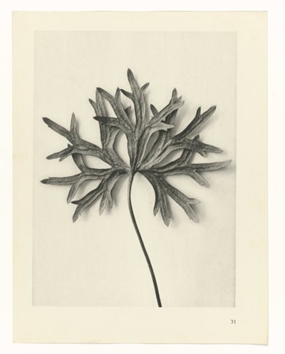 Études de plantes (série Urformen der Kunst: photographies de plantes) - Karl Blossfeldt