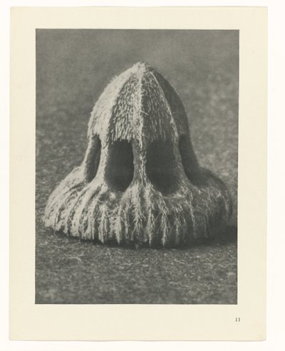 Études de plantes (série Urformen der Kunst: photographies de plantes) - Karl Blossfeldt