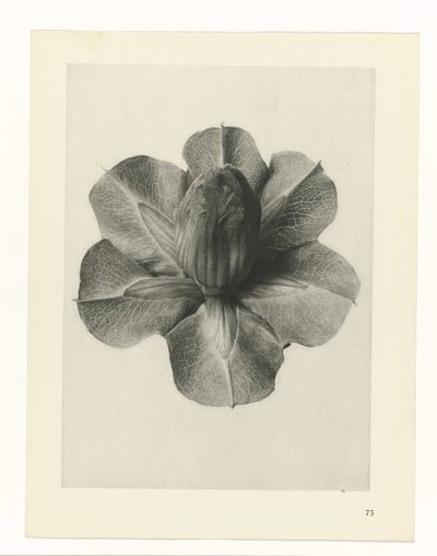 Études de plantes (série Urformen der Kunst: photographies de plantes) - Karl Blossfeldt
