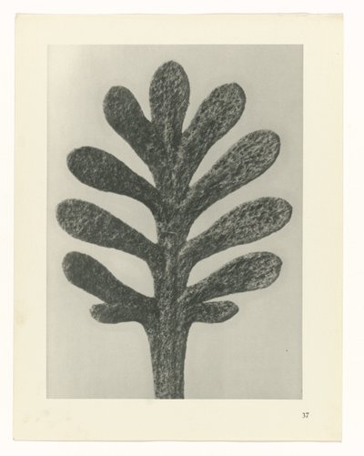 Études de plantes (Urformen der Kunst: photographische Pflanzenbilder) - Karl Blossfeldt